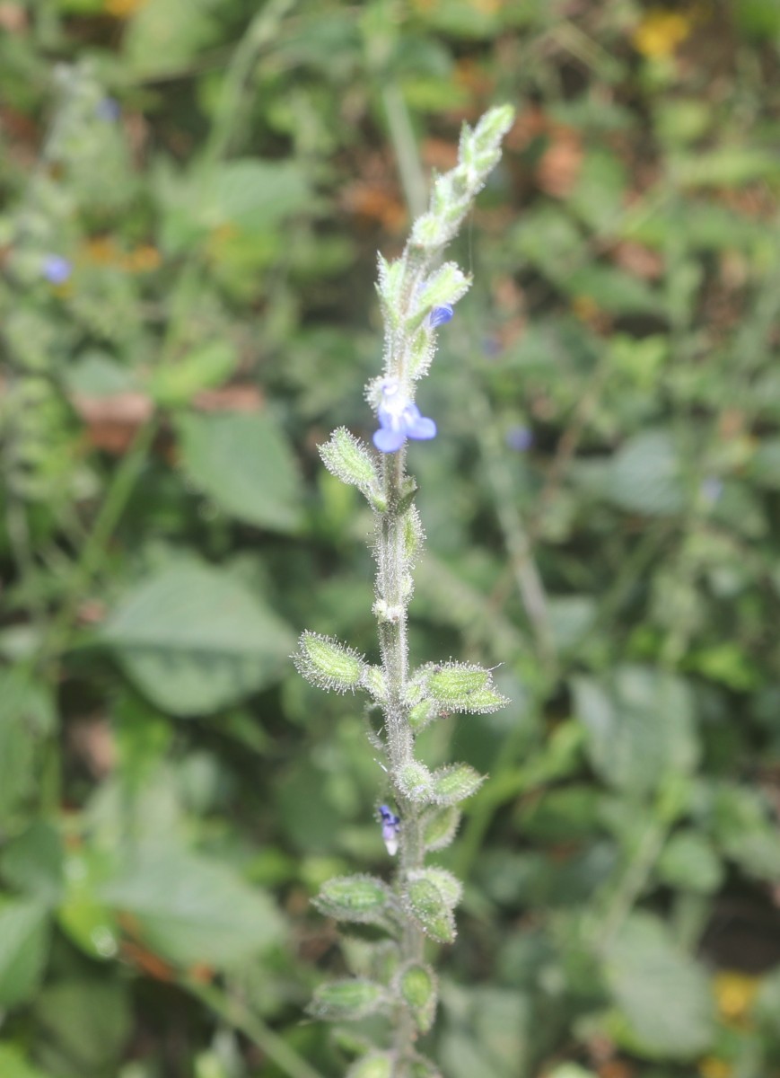 Salvia misella Kunth